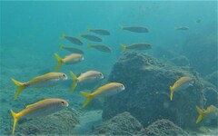 Mulloidichthys dentatus