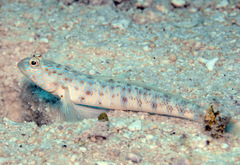 Vanderhorstia ornatissima