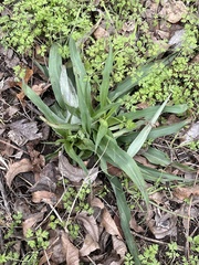 Tradescantia subacaulis