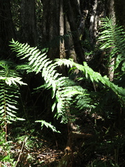 Parablechnum cordatum