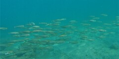 Selar crumenophthalmus