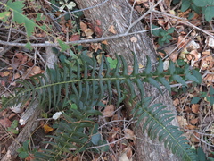 Blechnum hastatum