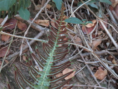Blechnum hastatum