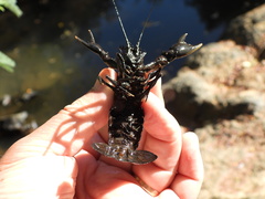 Samastacus spinifrons