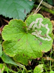 Phytomyza tiarellae