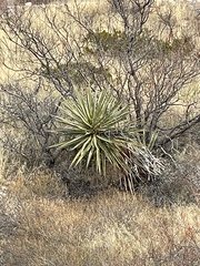 Yucca torreyi