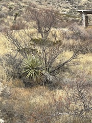Yucca torreyi
