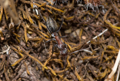 Myrmophyma