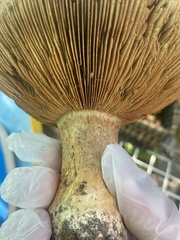 Cortinarius ponderosus