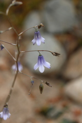 Conanthera