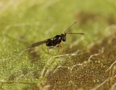 Anaphes
