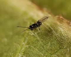 Anaphes