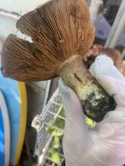 Cortinarius ponderosus