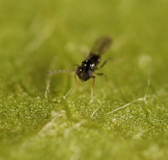 Anaphes