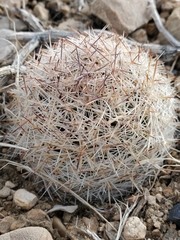 Escobaria chlorantha