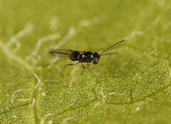 Anaphes