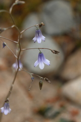 Conanthera