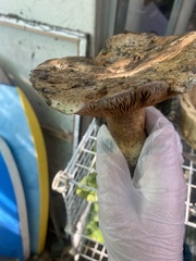 Cortinarius ponderosus