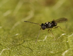Anaphes