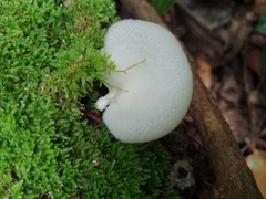 Oudemansiella australis