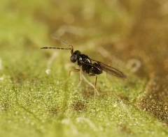 Anaphes