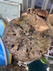 Cortinarius ponderosus