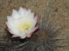 Trichocereus deserticola