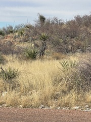 Yucca torreyi