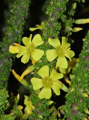 Oxalis gigantea