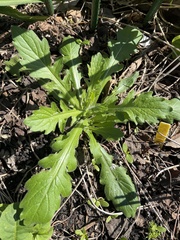 Capsella bursa-pastoris