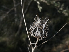 Atractylis cancellata