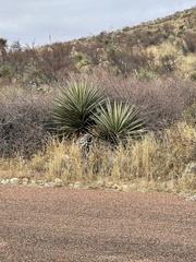 Yucca torreyi