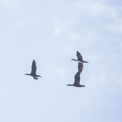 Phalacrocorax carbo sinensis