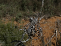 Atractylis cancellata