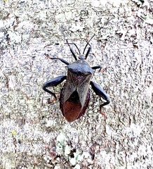 Pachylis laticornis