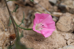 Convolvulus chilensis