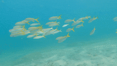 Mulloidichthys dentatus