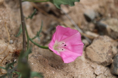 Convolvulus chilensis