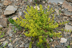 Cruciata