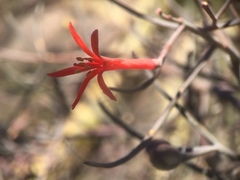 Psittacanthus sonorae