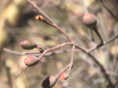 Psittacanthus sonorae