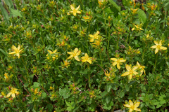 Hypericum orientale