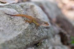 Anolis wattsii