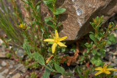 Hypericum orientale