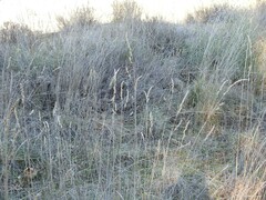 Dactylis glomerata hispanica
