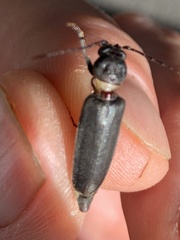Arhopalus ferus