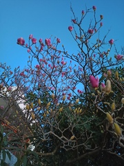 Magnolia liliiflora