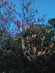 Magnolia liliiflora
