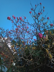 Magnolia liliiflora