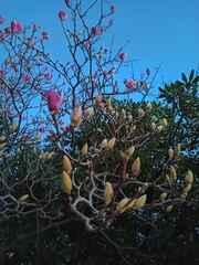 Magnolia liliiflora